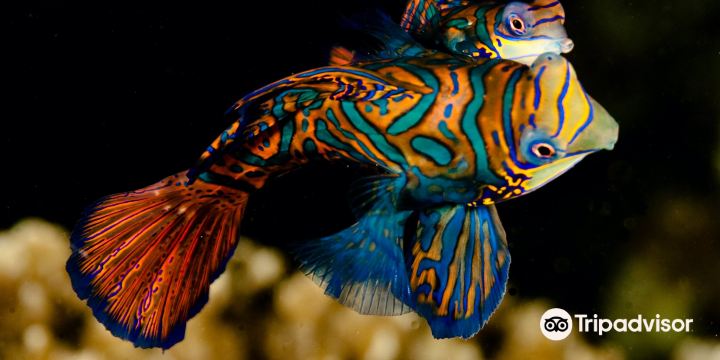 Evolution Diving