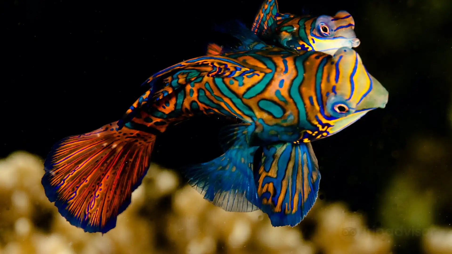 โรงแรมใกล้Evolution Diving