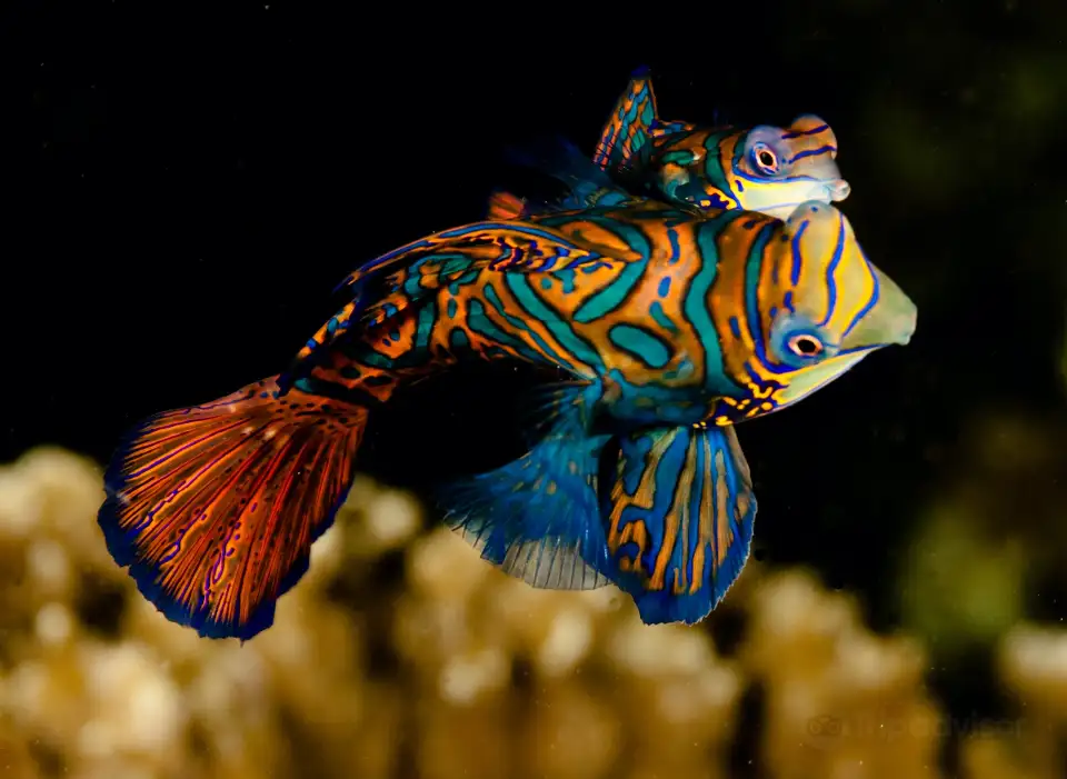 2_Evolution Diving
