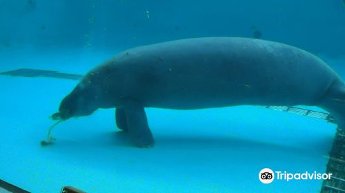 Manatee Center