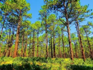 ウィモウス・ウッズ - サンドヒルズ自然保護区