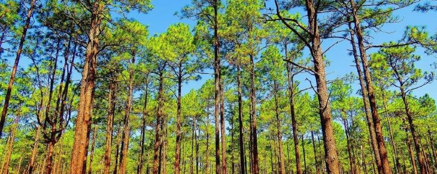 Weymouth Woods - Sandhills Nature Preserve