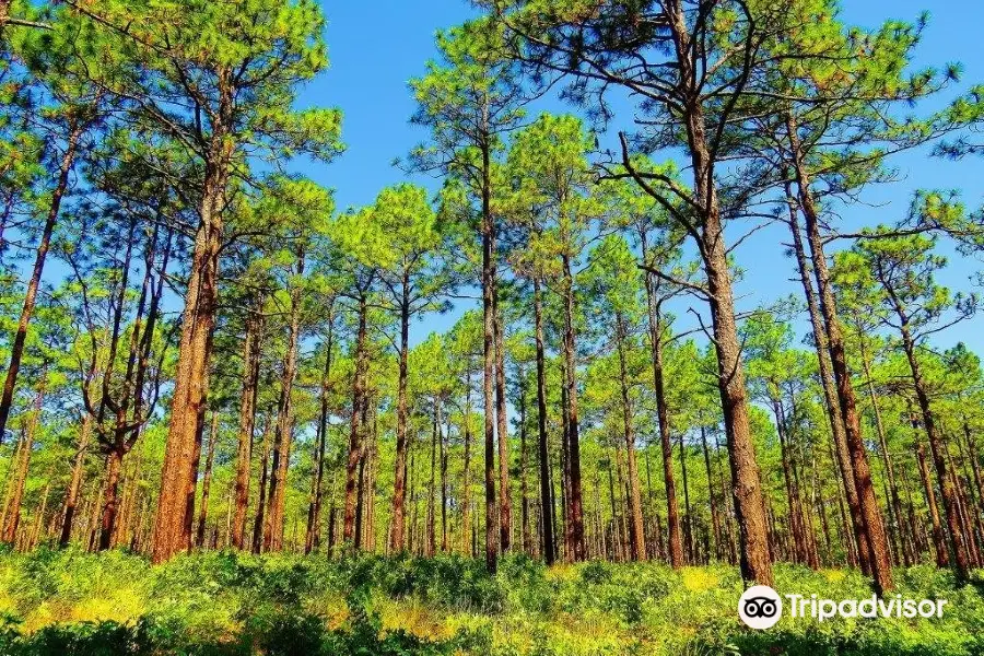 Weymouth Woods - Sandhills Nature Preserve