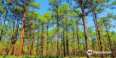 Weymouth Woods - Sandhills Nature Preserve