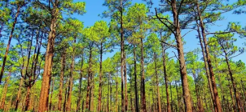 Hotels in Moore County