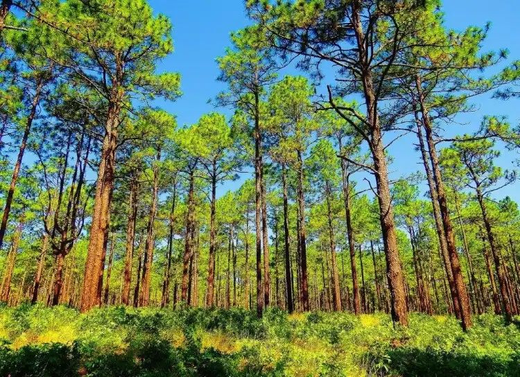 Moore County