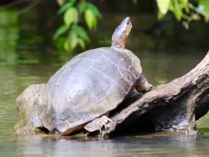 Tortuguero Eco Experiences