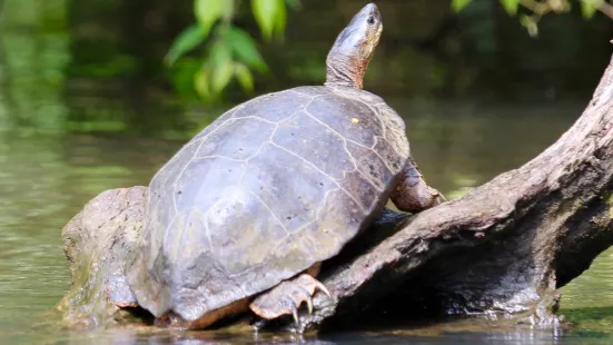 Tortuguero Eco Experiences