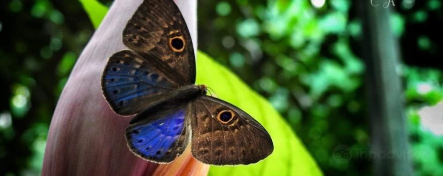 Mariposas Sarchí