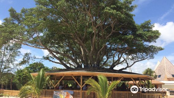Pirate's Cove Zipline & Water Park