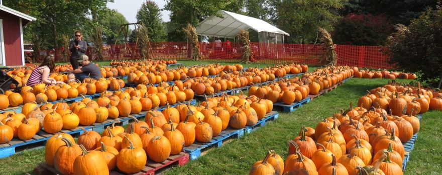 Waldvogel's Farm