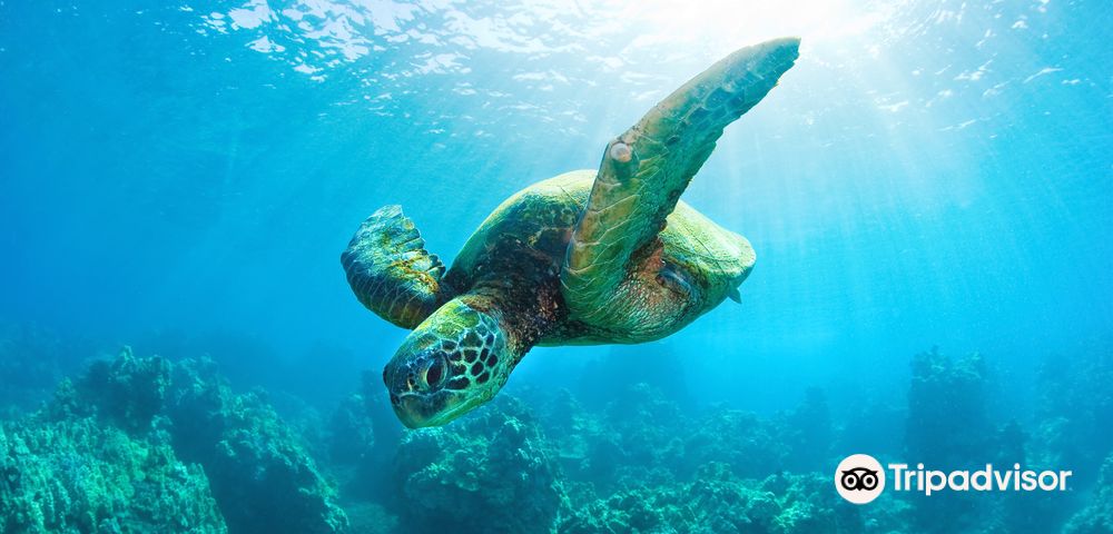 MaalaeaEinzigartige Erlebnisse