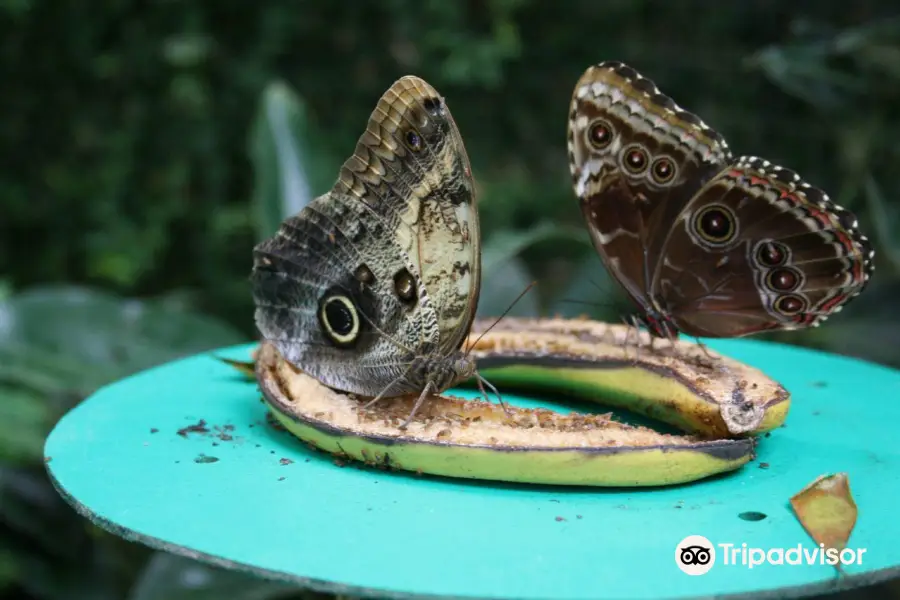 La grange aux papillons