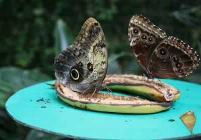 La grange aux papillons