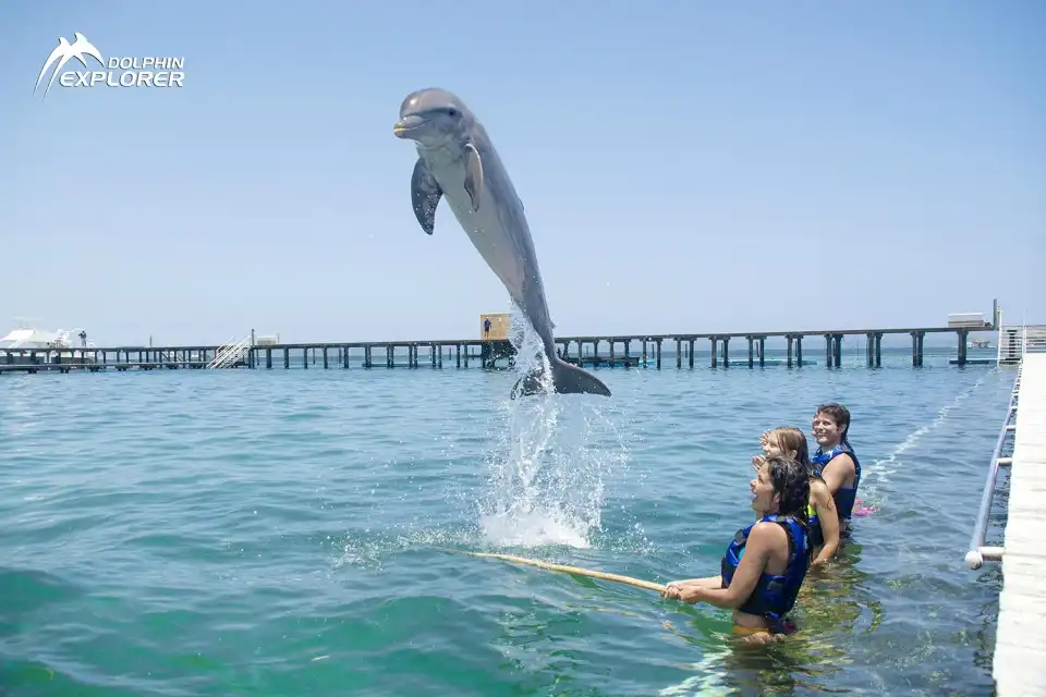 5_Dolphin Explorer