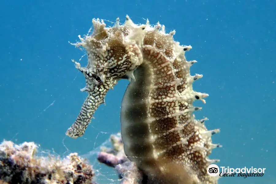 Dinos Diving Hurghada