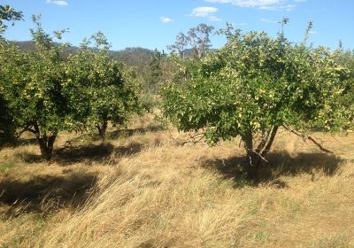 Warrawee Apple Orchard