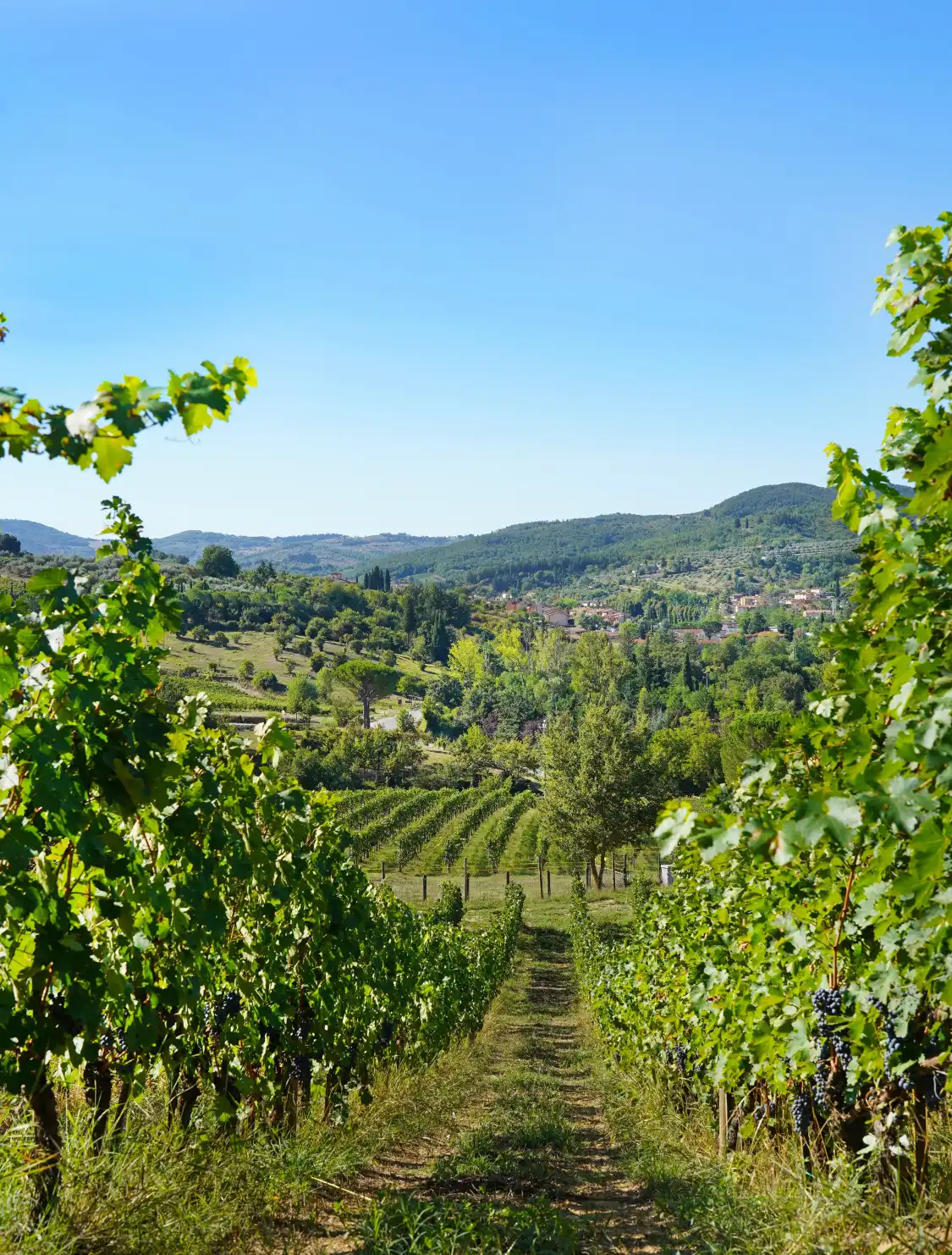 Hotels near Montecalvi Winery