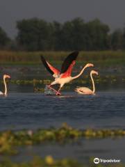 Nandur Madhmeshwar Bird Sanctuary