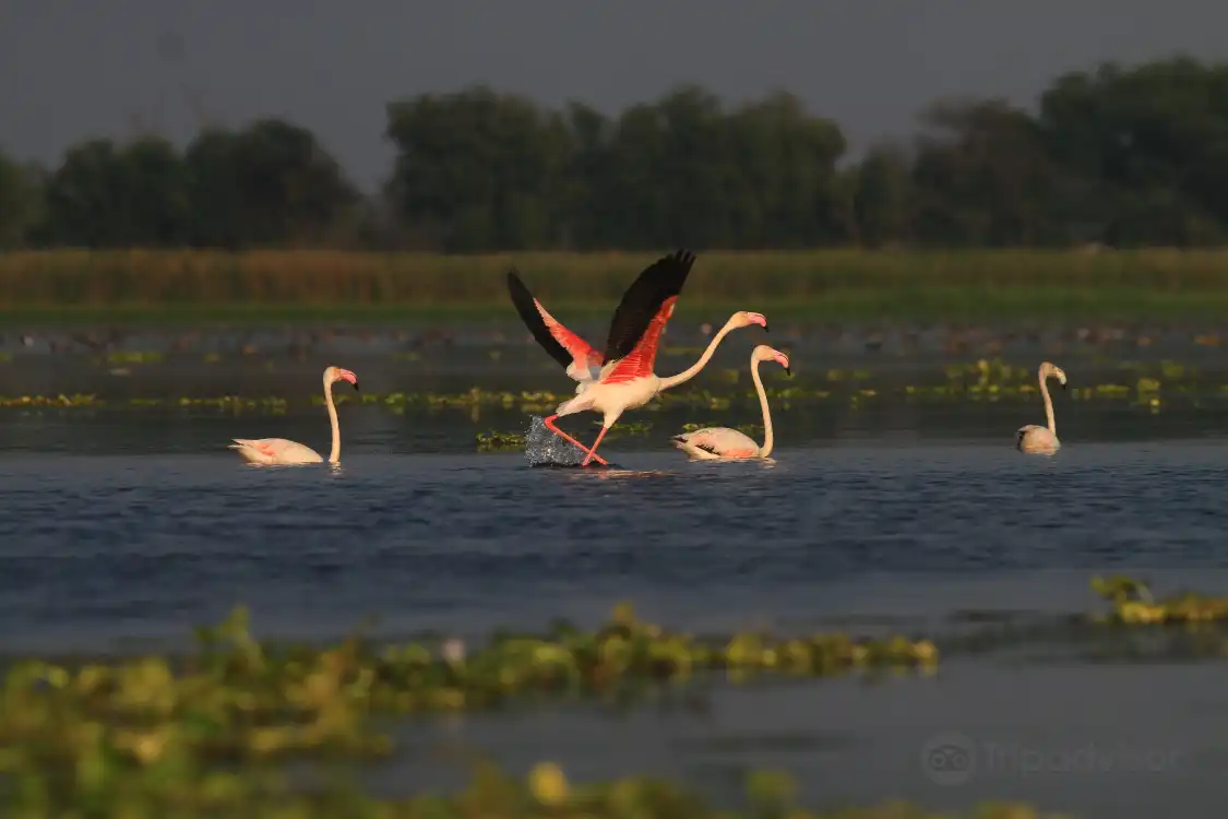 Hotels near Nandur Madhmeshwar Bird Sanctuary