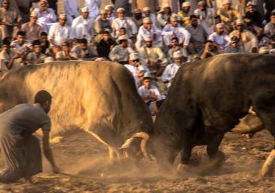 Barka Bull fight arena