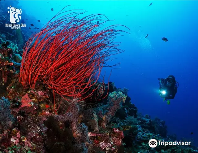 Diving in Philippines