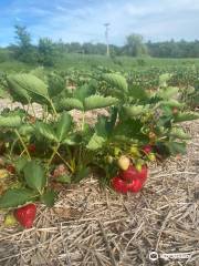 Taylor Strawberry Farm