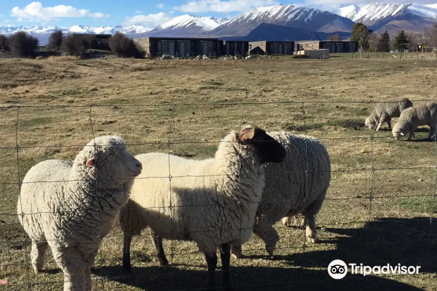 Lake Tekapo Farm Tours