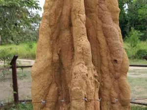 Giant Ant Nest