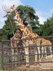 オロモウツ動物園