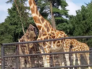 オロモウツ動物園