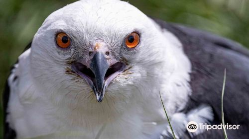 Avian Reconditioning Center