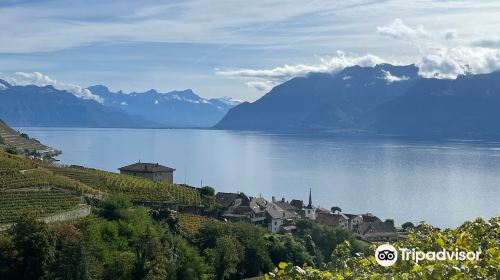 Lavaux Vineyard Terraces