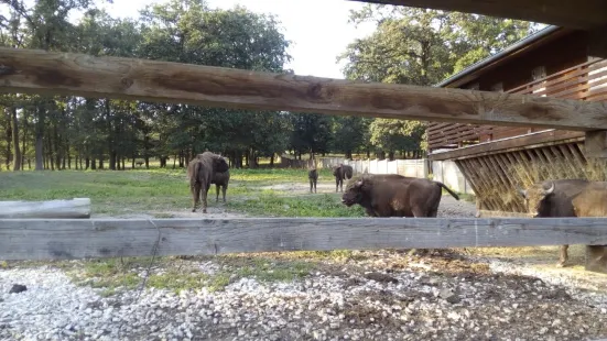 Topolcianky Bison Park