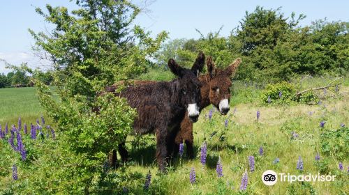 Arche Warder - Zentrum für seltene Nutztierrassen