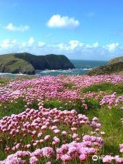 Ramsey Island Nature Reserve