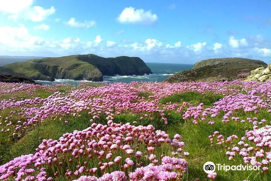 Ramsey Island Nature Reserve