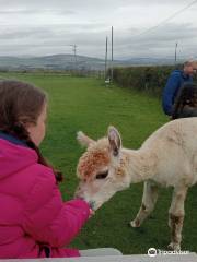 Larch Green Alpacas