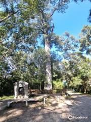 Circles in the Forest Trail