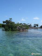 Bucaneros Del Caribe