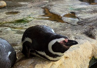 Wilhelmshaven Aquarium