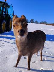 Bucklebury Farm & Deer Safari Park