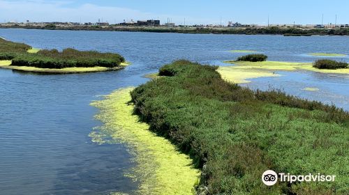 Bolsa Chica Ecological Reserve