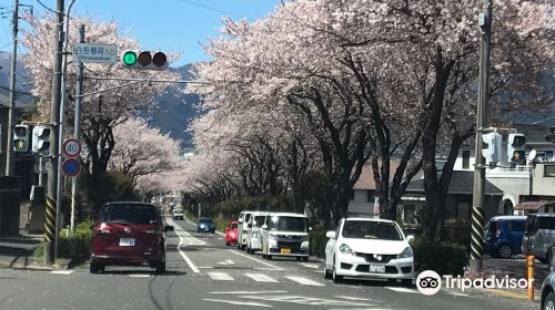 Hadano Sakura Michi