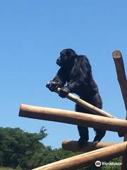 Jane Goodall Chimpanzee Eden Sanctuary