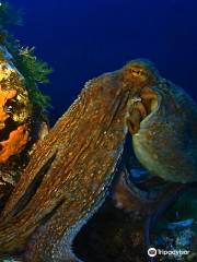 Asinara Scuba Diving