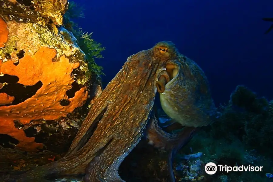 Asinara Scuba Diving