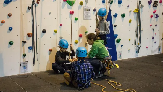 Green Spider Climbing