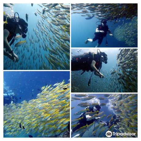 Phi Phi Sea Frog Diving Center - Scuba Diving Phi Phi Island, Thailand