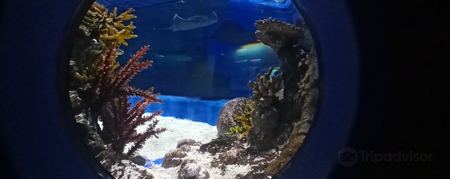 アマルシオン